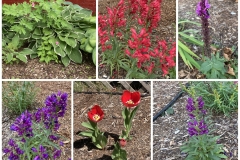 35-flowers-collage-small